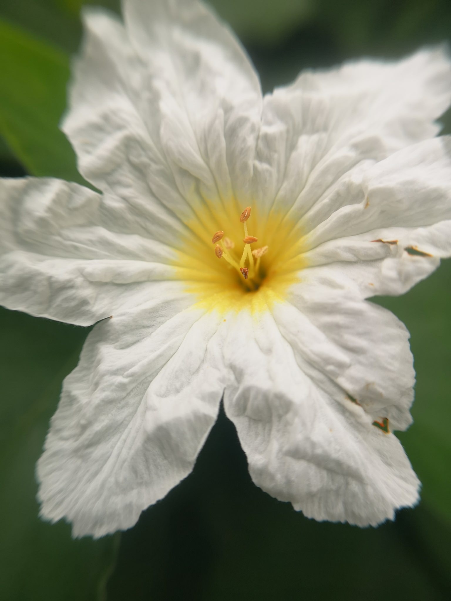 Lithocardium boissieri